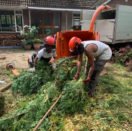 Fisher's Tree Fellas